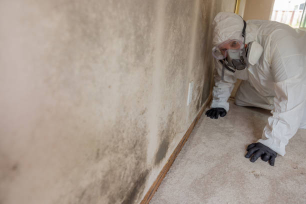 Mold Removal & Remediation